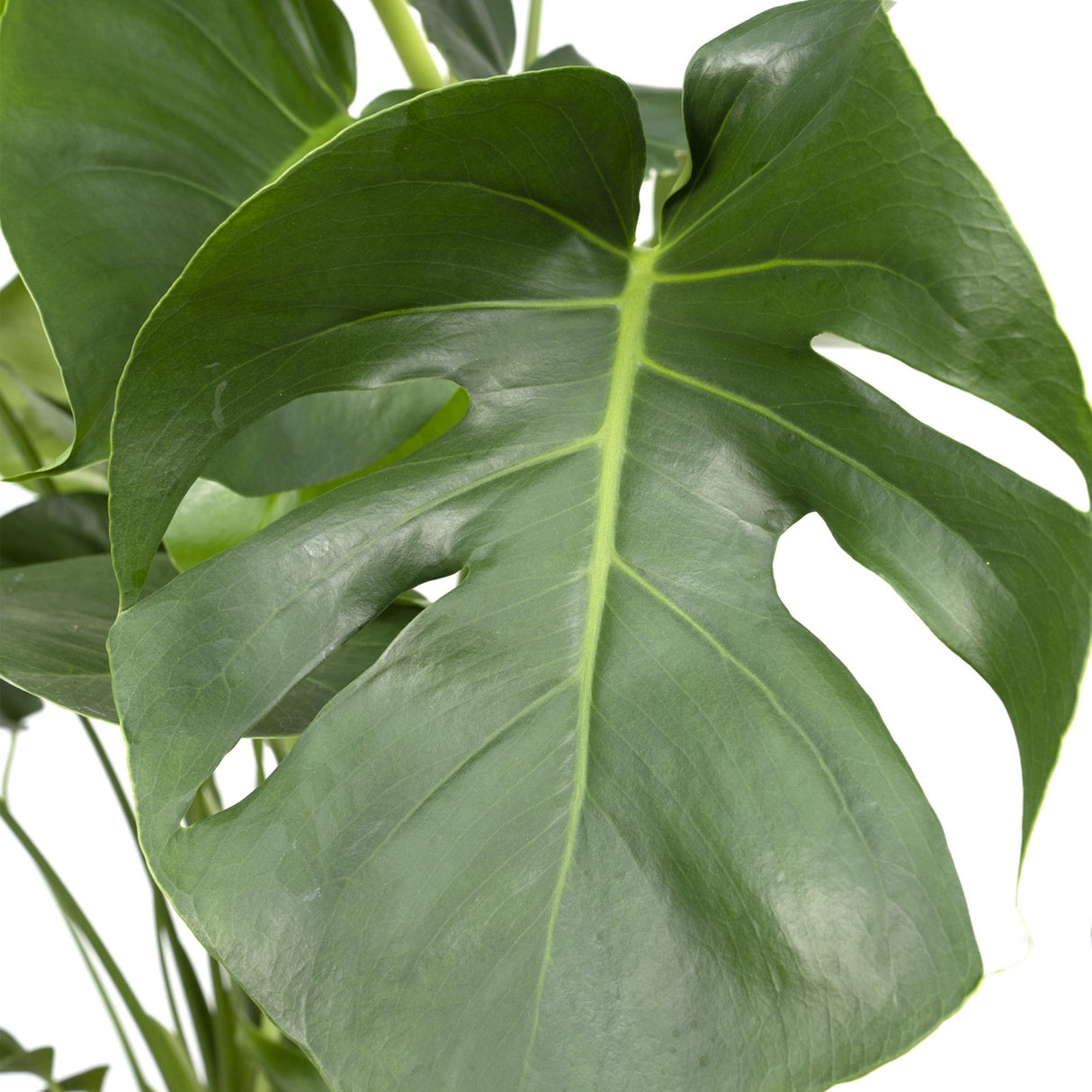 Livraison plante Monstera Deliciosa