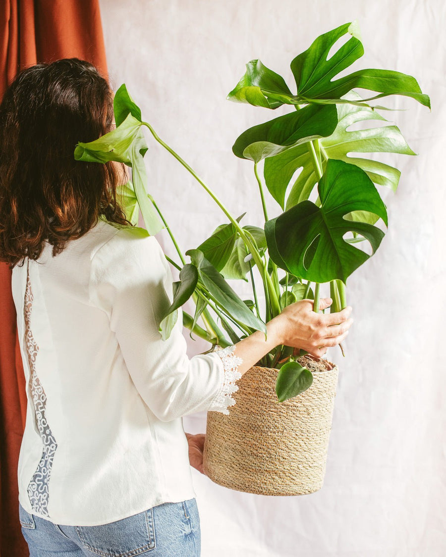 Plantes d'intérieur