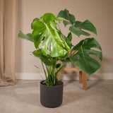 Livraison plante Monstera Deliciosa