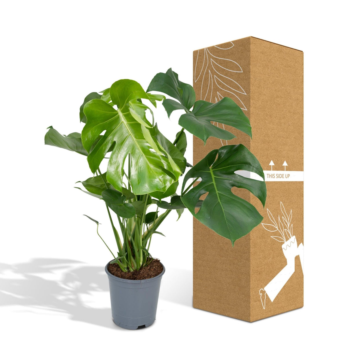 Livraison plante Monstera Deliciosa