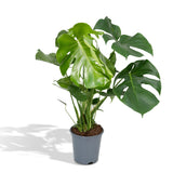 Livraison plante Monstera Deliciosa