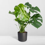 Livraison plante Monstera Deliciosa