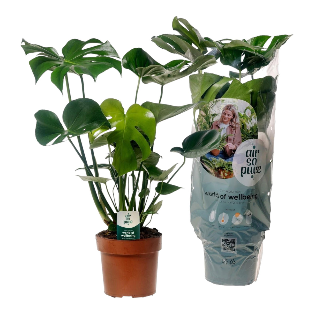 Livraison plante Monstera Deliciosa "Air So Pure"