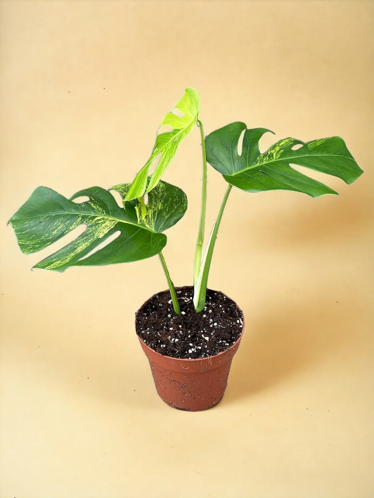 Livraison plante Monstera Deliciosa Aurea