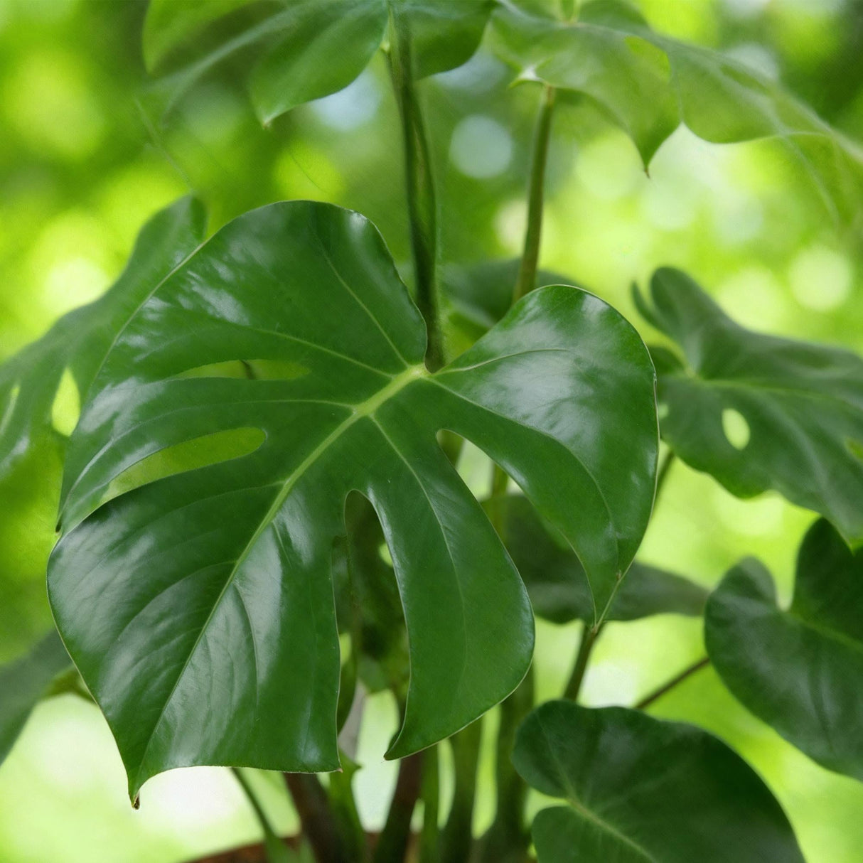 Livraison plante Monstera Deliciosa et panier H75 cm
