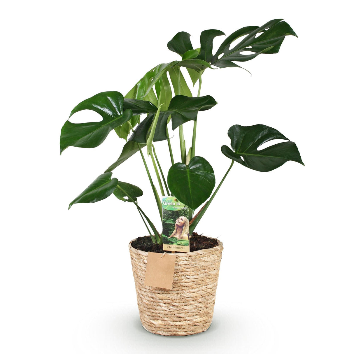 Livraison plante Monstera Deliciosa et panier H75 cm