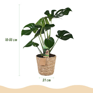 Livraison plante Monstera Deliciosa et panier H75 cm