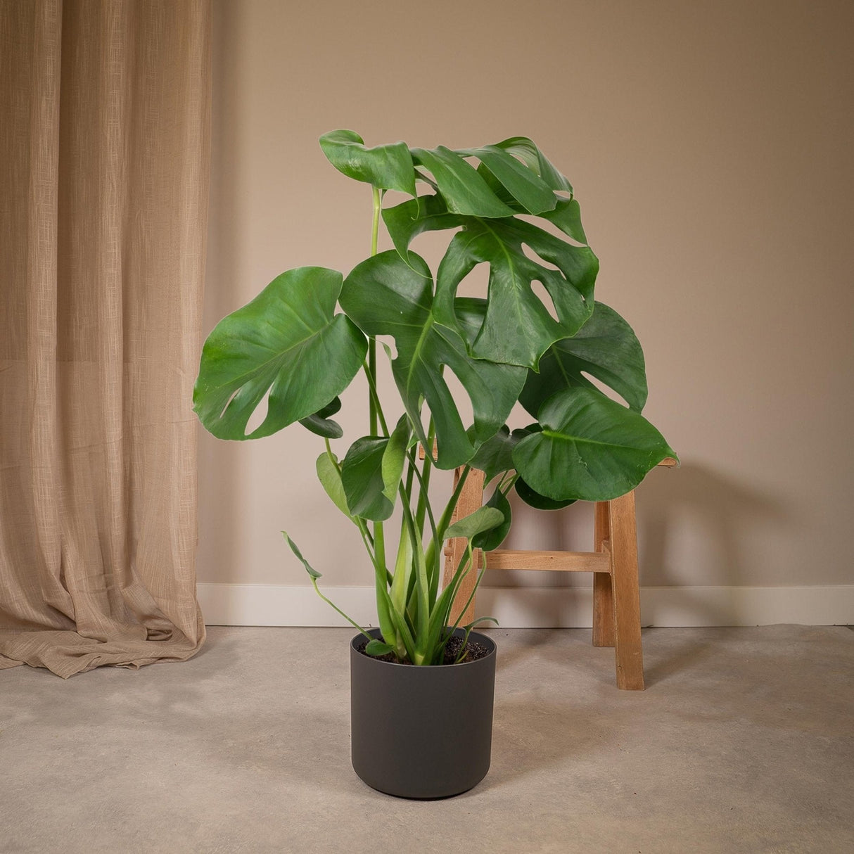 Livraison plante Monstera Deliciosa h55cm