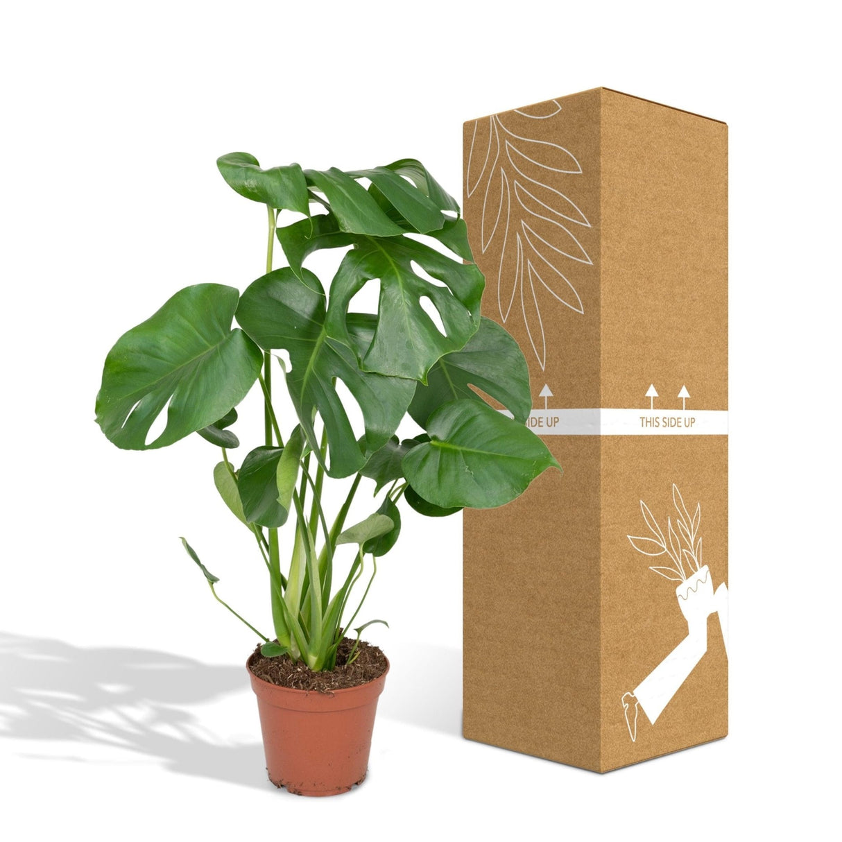 Livraison plante Monstera Deliciosa h55cm