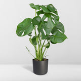 Livraison plante Monstera Deliciosa h55cm