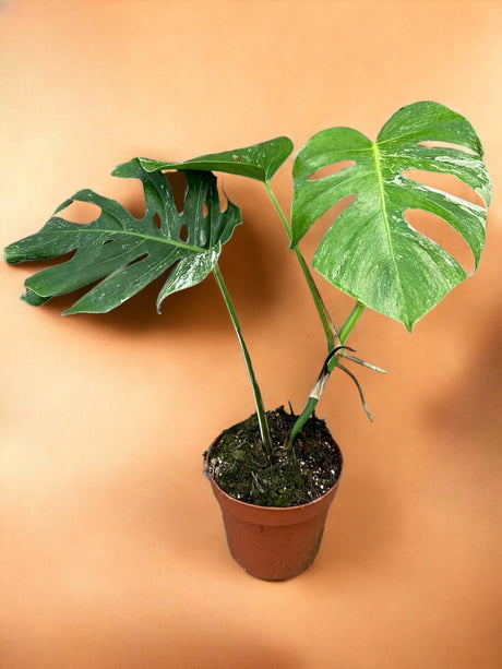 Livraison plante Monstera Deliciosa Variegata