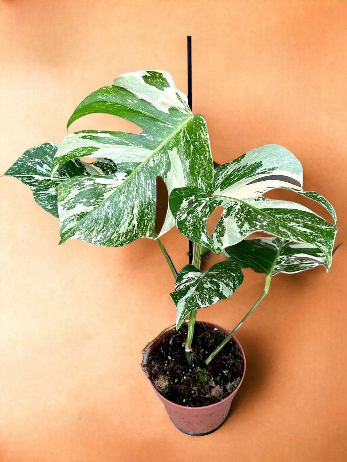 Livraison plante Monstera Deliciosa Variegata