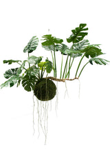 Livraison plante Monstera kokedama - plante artificielle tombante