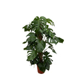 Livraison plante Monstera Pertusum - 120 cm - ø24