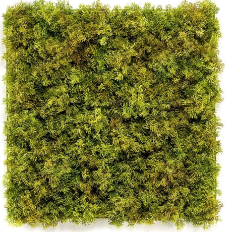 Livraison plante Mousse nordique - mur végétal artificiel