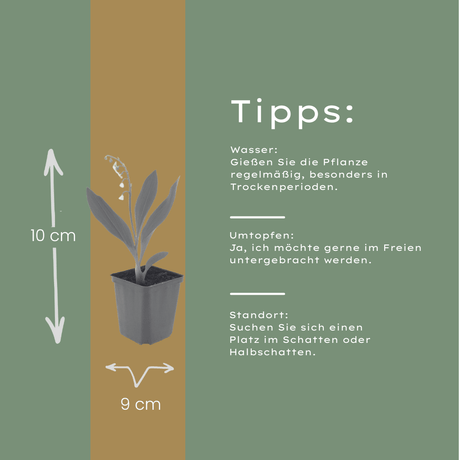 Livraison plante Muguet