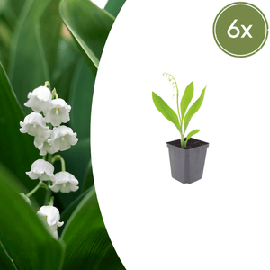 Livraison plante Muguet