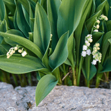 Livraison plante Muguet