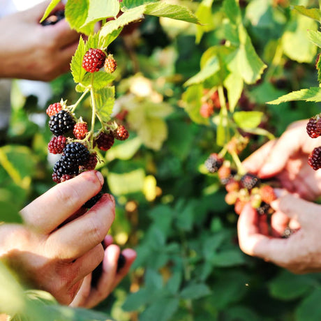 Livraison plante Mûres bio