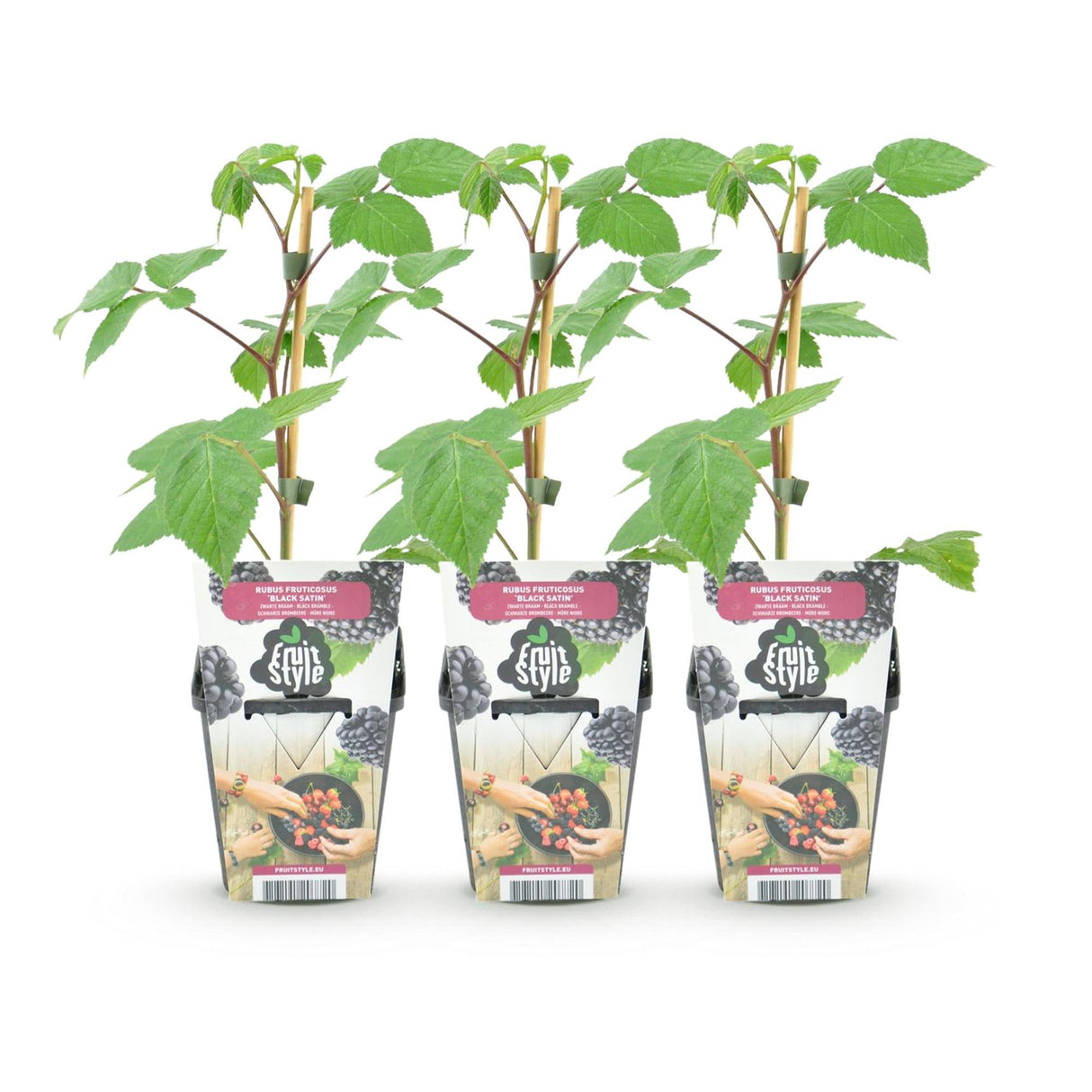 Livraison plante Mûrier Black Satin – Lot de 3 – Pot 9 cm