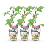 Livraison plante Mûrier Black Satin – Lot de 3 – Pot 9 cm