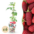 Livraison plante Mûrier - framboisier Tayberry – Lot de 6 – Pot 9 cm