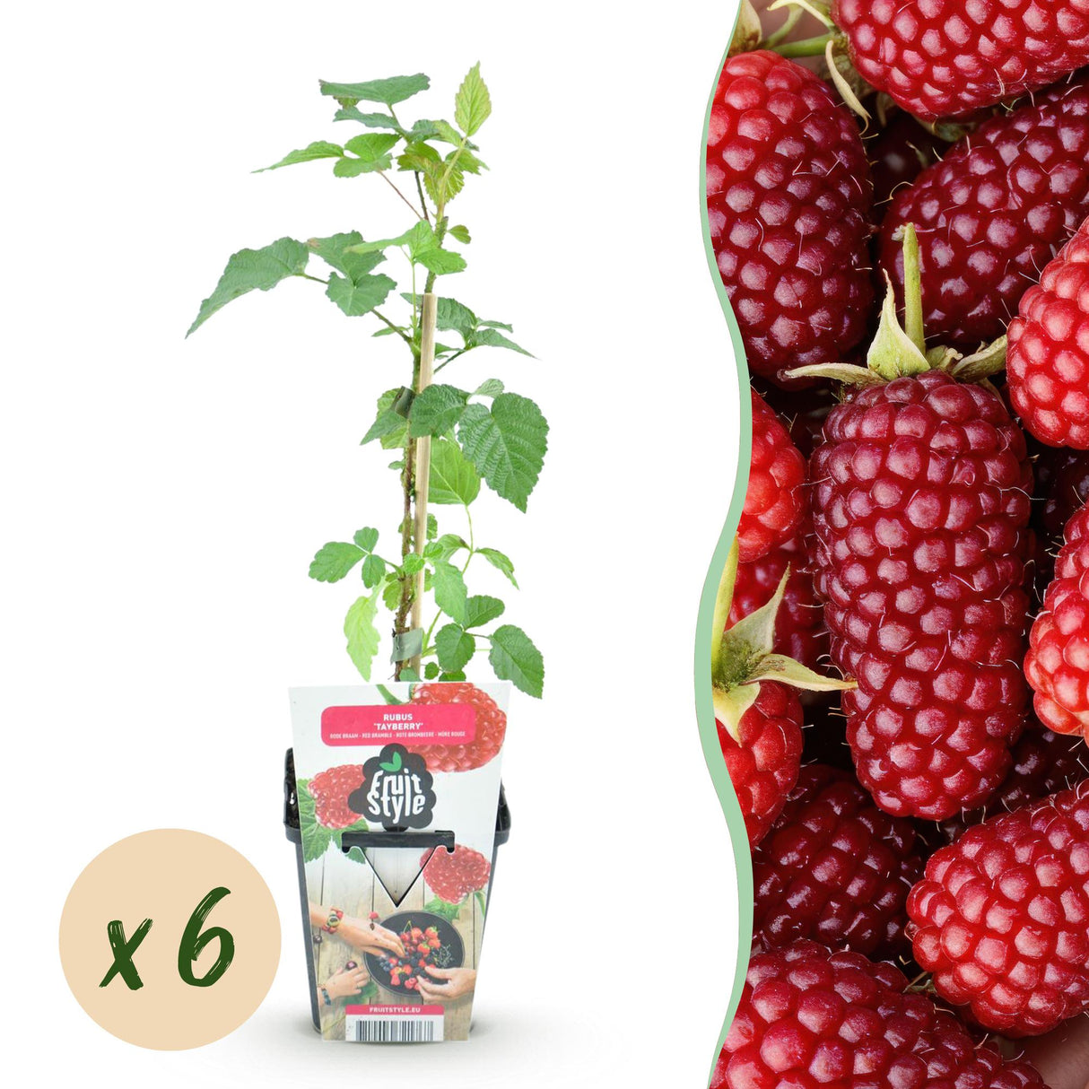 Livraison plante Mûrier - framboisier Tayberry – Lot de 6 – Pot 9 cm