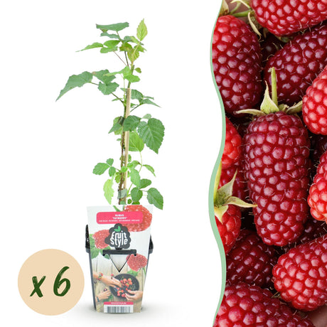 Livraison plante Mûrier - framboisier Tayberry – Lot de 6 – Pot 9 cm