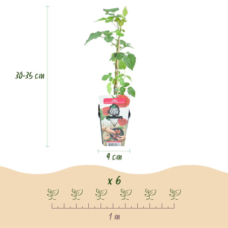 Livraison plante Mûrier - framboisier Tayberry – Lot de 6 – Pot 9 cm