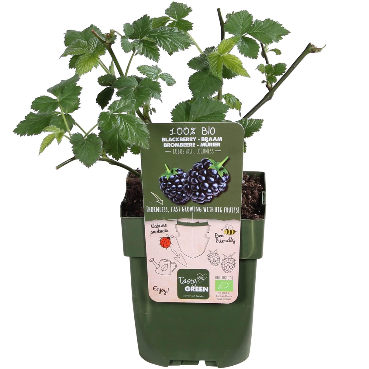 Livraison plante Murier Lochness - arbuste fruitier