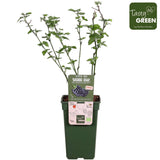 Livraison plante Murier navaho - arbuste fruitier