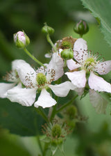 Livraison plante Murier navaho - arbuste fruitier