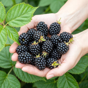 Livraison plante Mûrier Rubus Black Satin – Lot de 6 – Pot 9 cm