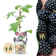 Livraison plante Mûrier Rubus Black Satin – Lot de 6 – Pot 9 cm