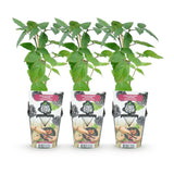Livraison plante Mûrier sans épines Thornfree – Lot de 3 – Pot 9 cm