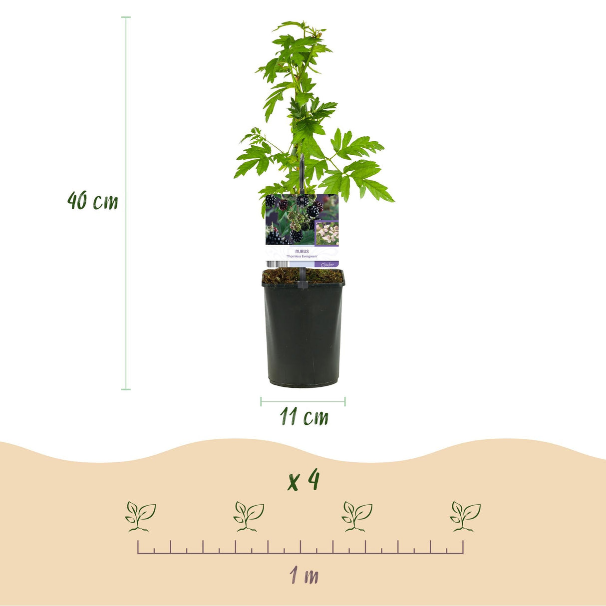 Livraison plante Mûrier Thornfree – Lot de 2 – Pot 11 cm – Hauteur 40 cm