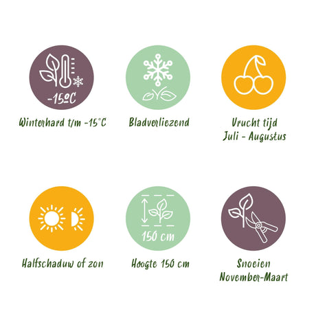 Livraison plante Mûrier Thornfree – Lot de 2 – Pot 11 cm – Hauteur 40 cm