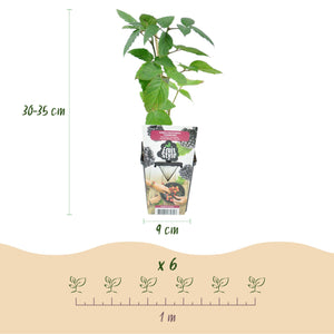 Livraison plante Mûrier Thornfree – Lot de 6 – Pot 9 cm