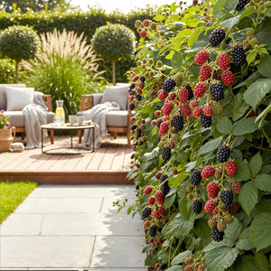 Livraison plante Mûrier Thornfree – Lot de 6 – Pot 9 cm