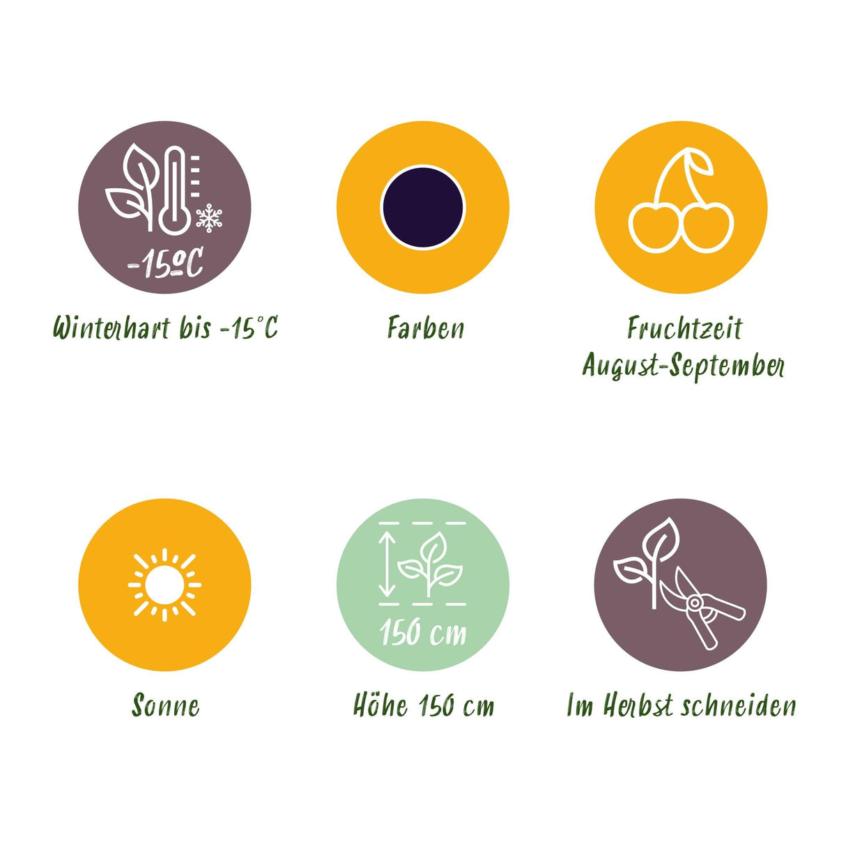 Livraison plante Mûrier Thornfree – Lot de 6 – Pot 9 cm