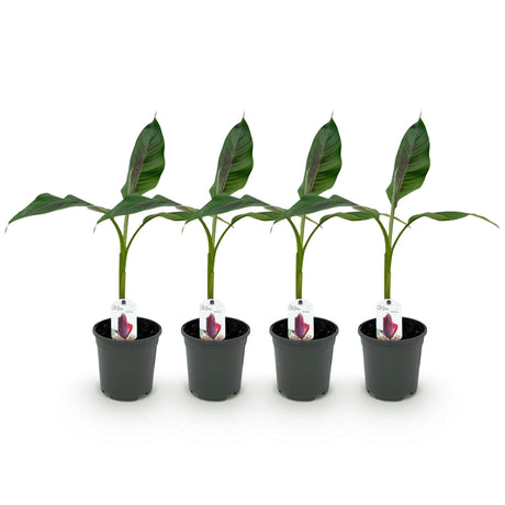 Livraison plante Musa sikkimensis Red Tiger – Lot de 4 – Pot 17 cm