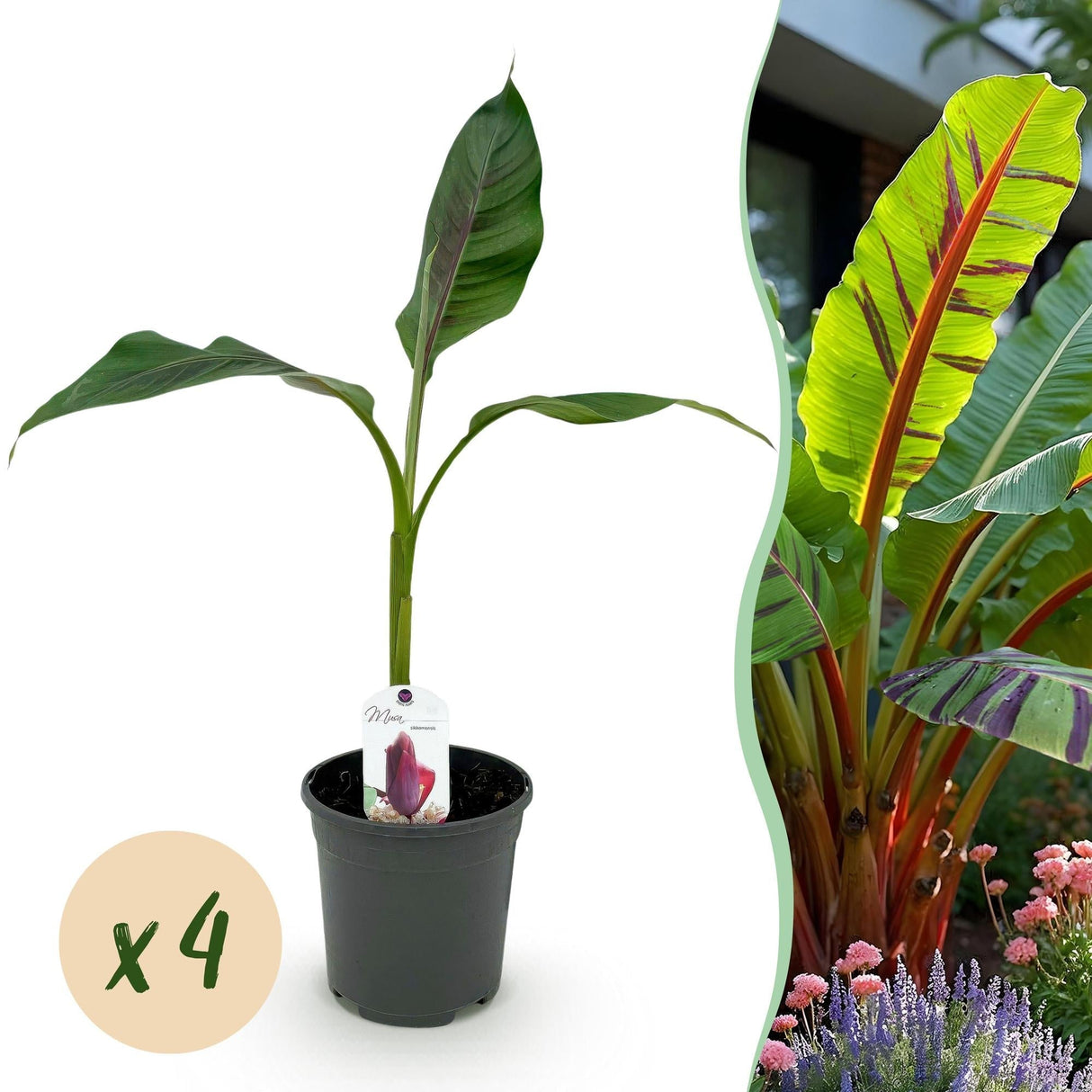 Livraison plante Musa sikkimensis Red Tiger x2