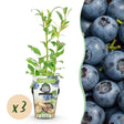 Livraison plante Myrtille Northland – Lot de 3 – Pot 9 cm