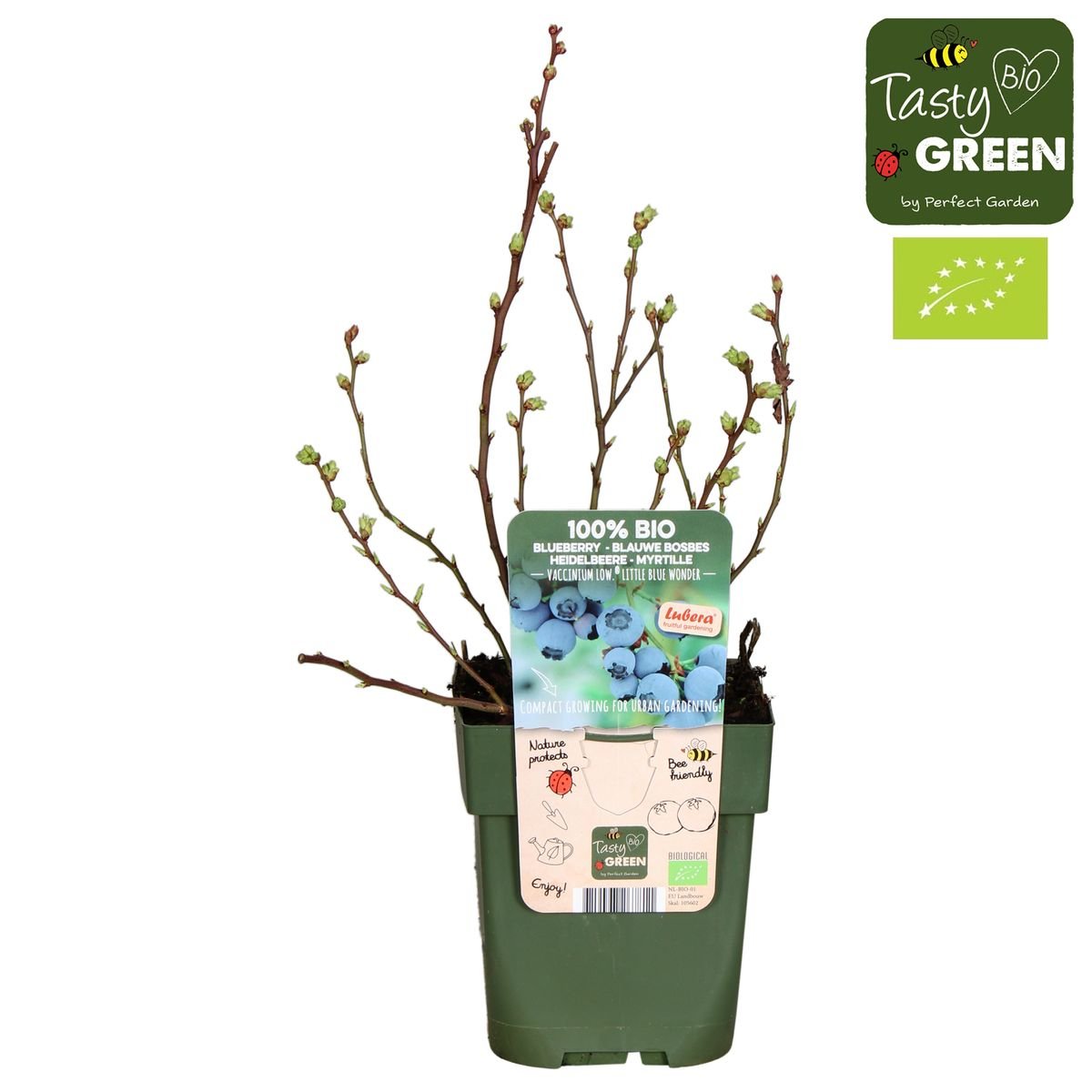 Livraison plante Myrtiller, blueberry 'Little blue wonder' - ↨45cm - Ø13 - arbuste fruitier