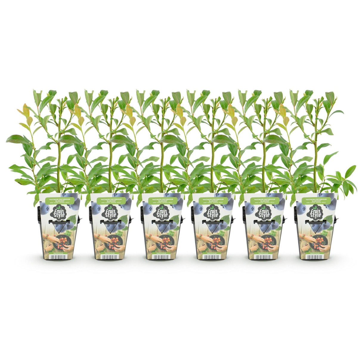 Livraison plante Myrtillier Bluecrop – Lot de 6 – Pot 9 cm