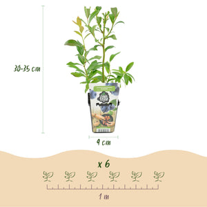 Livraison plante Myrtillier Bluegold – Lot de 6 – Pot 9 cm
