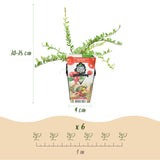 Livraison plante Myrtillier Early Black – Lot de 6 – Pot 9 cm