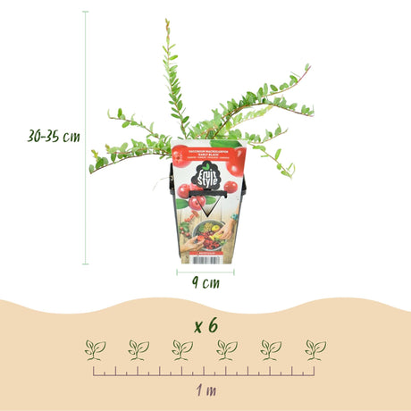 Livraison plante Myrtillier Early Black – Lot de 6 – Pot 9 cm