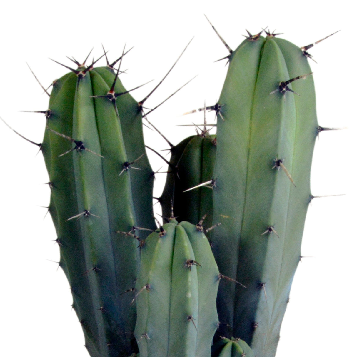 Livraison plante Myrtillocactus geometrizans - cactus d'intérieur