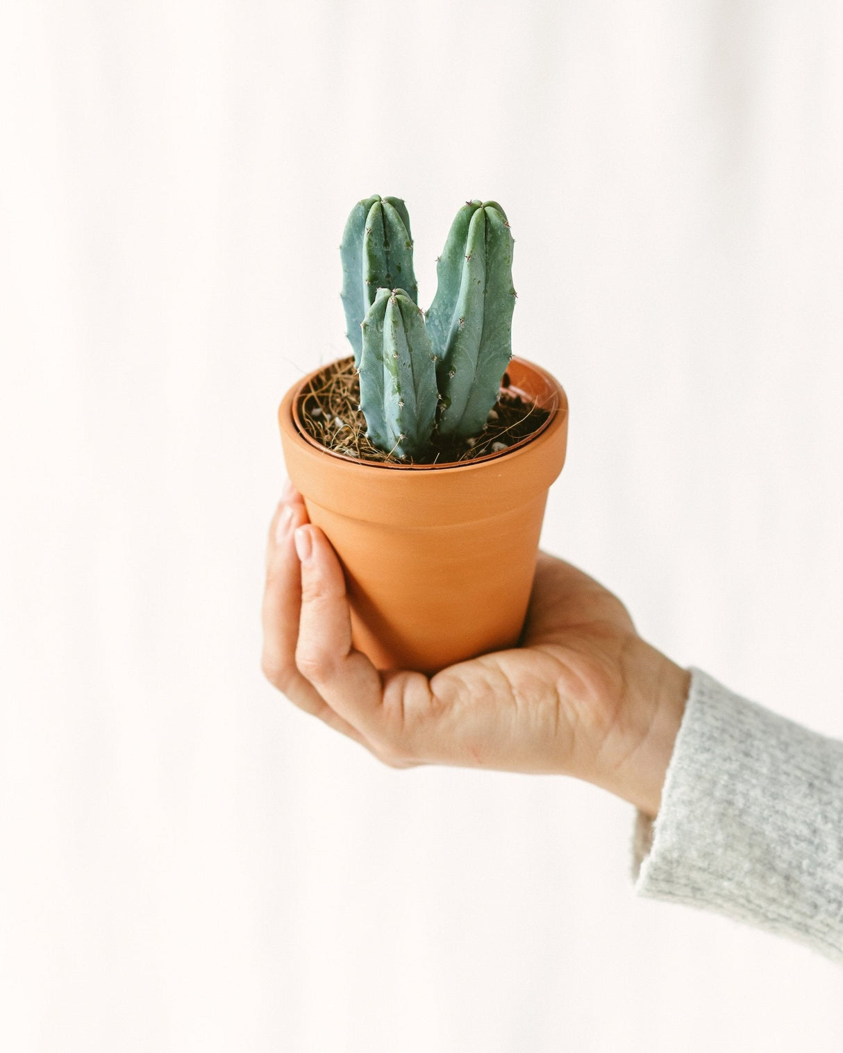 Myrtillocactus mini cactus per principianti come pianta d